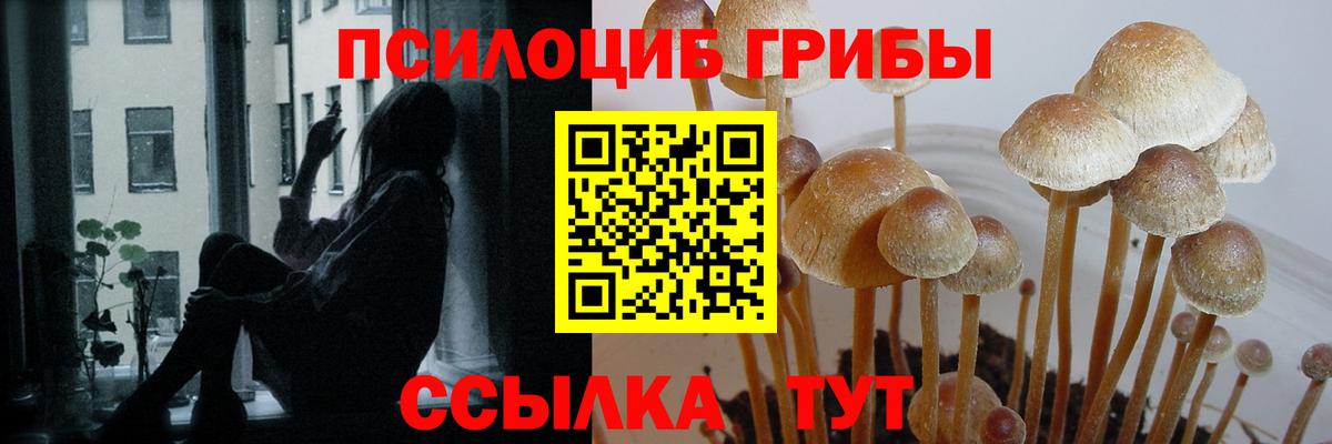 Галлюциногенные грибы Psilocybe Екатеринбург